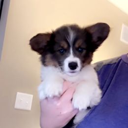 American Corgi and Pembroke Welsh Corgi Puppies from Beebe’s Corgis