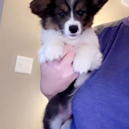 American Corgi and Pembroke Welsh Corgi Puppies from Beebe’s Corgis