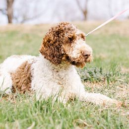 Jess - Aussiedoodle
