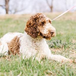Jess - Aussiedoodle
