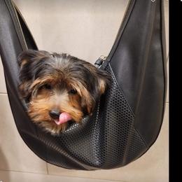 Yorkipoos and Yorkshire Terriers from Little Ones