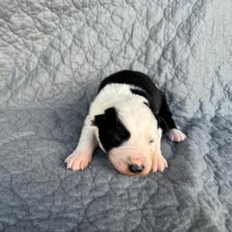 Boy 1 - Black and white male Border Collie puppy in Centerville, Washington from Forthright Farms
