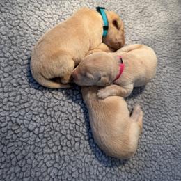 Boy 2 - male Labrador Retriever puppy in Britton, South Dakota from FR Labs