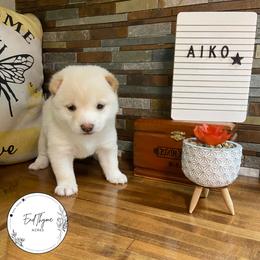 Shiba Inu Puppies from EndThyme Acres