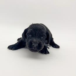Clover (solid black) - Black male Dachshund puppy in Waddell, Arizona from Neu Doxies