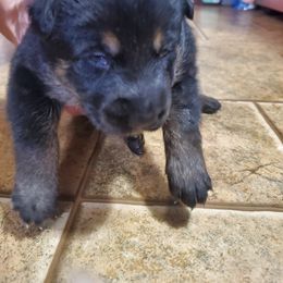 Boy 4 - Black and cream German Shepherd puppy in Freedom, New York from Hillside Shepards