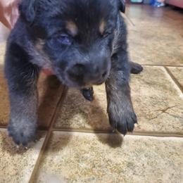 Boy 4 - Black and cream German Shepherd puppy in Freedom, New York from Hillside Shepards