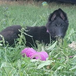 Female 1 - Black female Belgian Sheepdog puppy in Green Bluff, Washington from Clawson Belgians