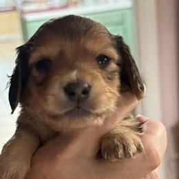 Boy 3 - Cream male Dachshund puppy in Franklin, Georgia from Lakeside Kennels of Franklin