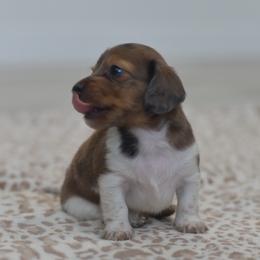Nunu - Dapple female Dachshund puppy in Moreno Valley, California from rdachshunds