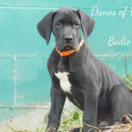 Great Dane Puppies from Danes of Dundee