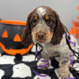 Hex - Tri-Roan female English Springer Spaniel puppy in Rogers, Ohio from StoneyBrook Setters
