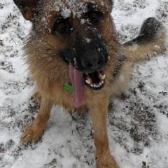 Dutch Shepherds and German Shepherds from Loves German Shepherds