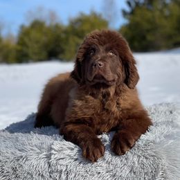 Girl 2 - Brown Newfoundland puppy in Sears, Michigan from Country Road Newfoundlands