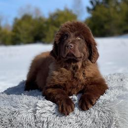 Girl 2 - Brown Newfoundland puppy in Sears, Michigan from Country Road Newfoundlands