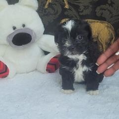 Shichon Puppies from Reynolds family