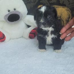Shichon Puppies from Reynolds family