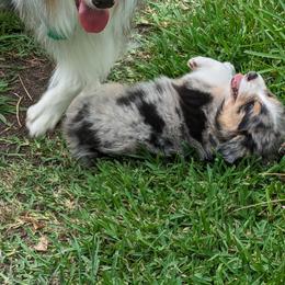 Australian Shepherd Puppies from Firelight Australian Shepherds