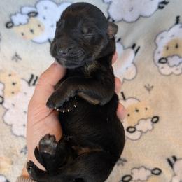 Boy 2 - male German Shepherd puppy in Waterloo, New York from Von Nikolaos German Shepherds