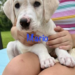 Mario - male Golden Mountain Doodle puppy in Ormond Beach, Florida from Honeycomb Doodles