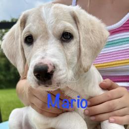 Mario - male Golden Mountain Doodle puppy in Ormond Beach, Florida from Honeycomb Doodles