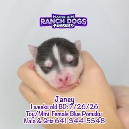 Janey - Blue female Pomsky puppy in Humeston, Iowa from M.A.R. Dogs