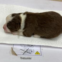 Male 2 - Brown and white male Aussiedoodle puppy in Spring Hill, Tennessee from Duke's Mini & Toy Australian Shepherds & Aussiedoodles