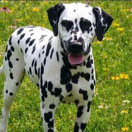 Maggie - Dalmatian