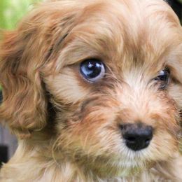 Cavalier King Charles Spaniels, Cavapoos, and Havanese from Grayfinn House
