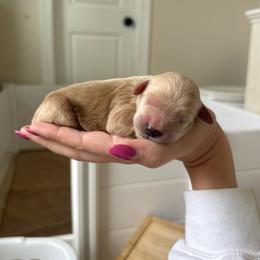 Bennett - Apricot male Goldendoodle puppy in Wilson, North Carolina from Cedar Creek Doodles