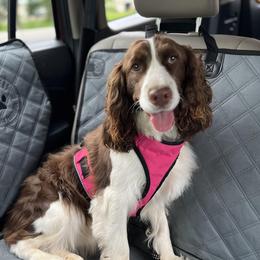 Riley - English Springer Spaniel