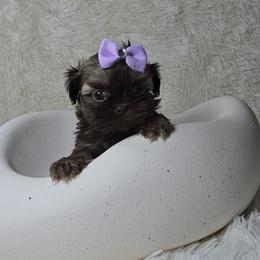 Gigi - Sable female Shih Tzu puppy in Hialeah, Florida from Jolie glz