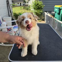 Australian Shepherd Puppies from Starlit Grove Australian Shepherds