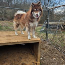 Alaskan Malamute puppies from North Shore Alaskan Malamutes