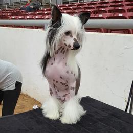 Tonto - Chinese Crested