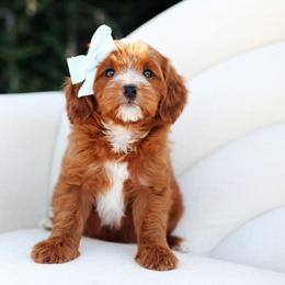Max - Red  male Goldendoodle puppy in Rio Linda, California from GoldendoodlePaw