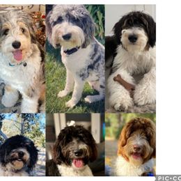 Aussiedoodles from SunnyVille Doodles