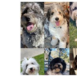 Aussiedoodles from SunnyVille Doodles