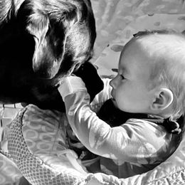 Rottweiler and Shih Tzu Puppies from Vom Hause Noble Rottweilers and Shih Tzu