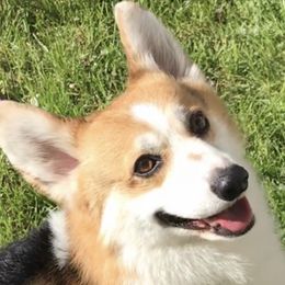 Colton - Pembroke Welsh Corgi