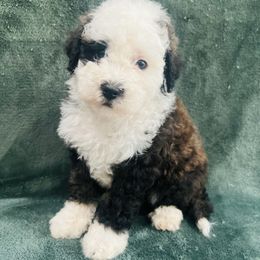 Bandit - Black and white male Aussiedoodle puppy in Sandy, Oregon from MC Doodles