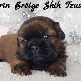 AKC Solid Red Male - Red male Shih Tzu puppy in Middle Grove, New York from Beirin Breige Shih Tzus