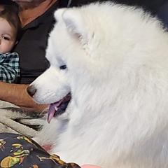 Sebastian - Samoyed