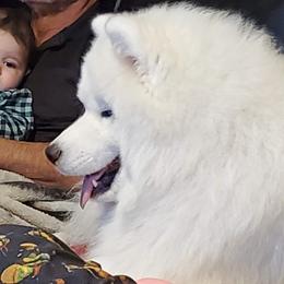 Sebastian - Samoyed