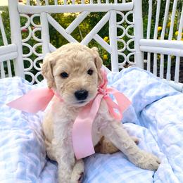 Clementine- light pink - Cream female Goldendoodle puppy in Carlton, Minnesota from Lakeside Doodles MN