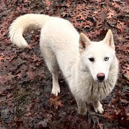 Egypt - White female Siberian Husky puppy in Mechanicsville, Virginia from Shinko Siberians