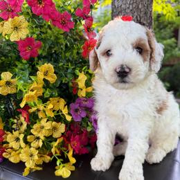 Winston - Parti male Labradoodle puppy in English, Indiana from Doodle Darlings
