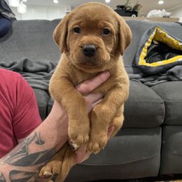 Labrador Retriever Puppies from Fia Red Retrievers