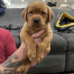 Labrador Retriever Puppies from Fia Red Retrievers