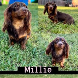 Millie - Chocolate and tan female Dachshund puppy in Whitesboro, Texas from Whitesboro Dachshund